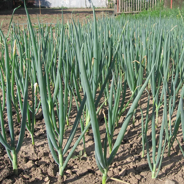 Ceapă verde