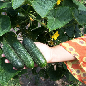 Castraveţi pentru salată, <br />11 - 15 cm.