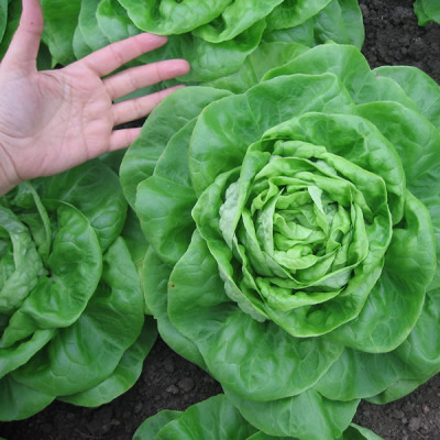 Salată verde