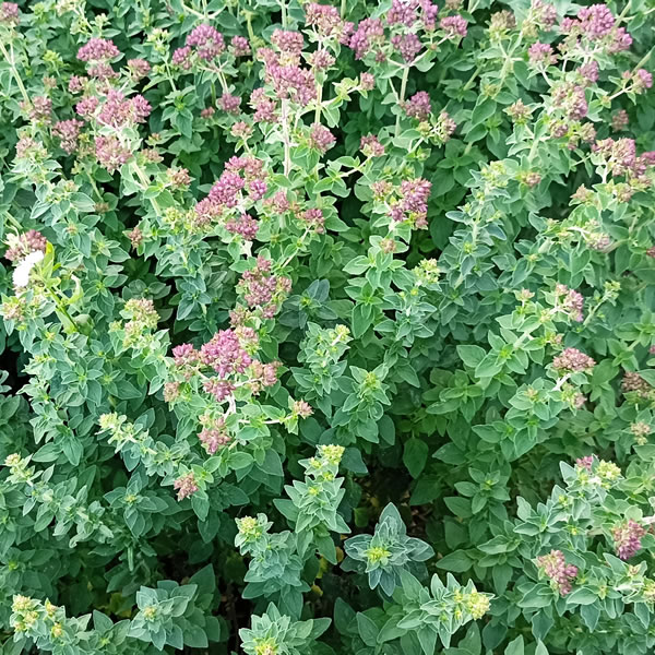 Oregano verde (proaspăt)