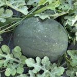 Pepene verde