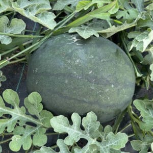 Pepene verde