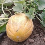 Pepene galben