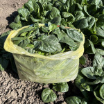 1 kg de spanac frunze