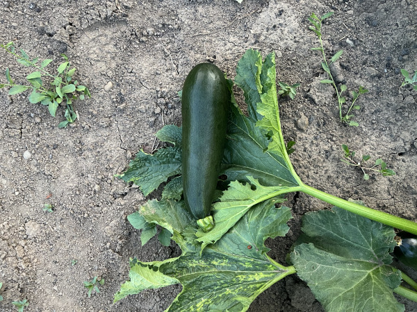 Zucchini Nero - imagine 3