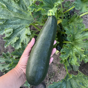 Zucchini