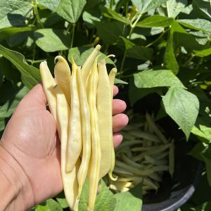 Fasole păstăi galbenă